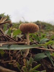 Small poisonous mushrooms grow in nature after the rain.