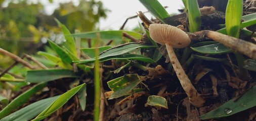 Small poisonous mushrooms grow in nature after the rain.