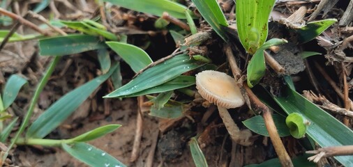 Small poisonous mushrooms grow in nature after the rain.