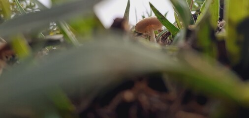 Small poisonous mushrooms grow in nature after the rain.