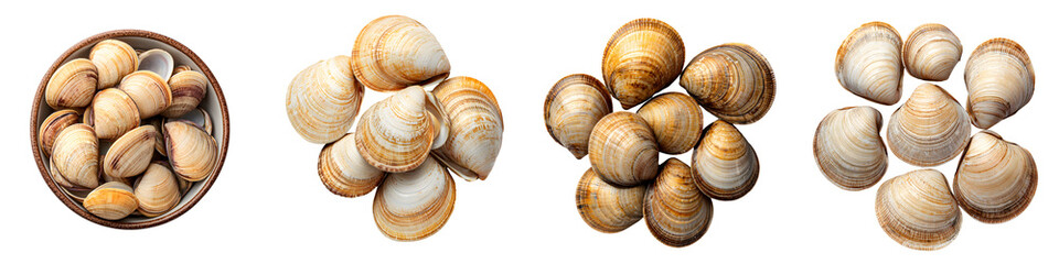 Beautiful, fresh clams arranged in various compositions, showcasing their natural patterns, colors, and textures, perfect for culinary use or seafood themed designs.