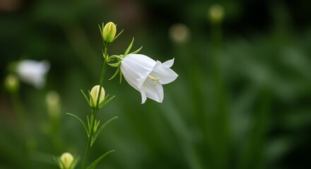 White Bellflower Blooming in a Green Garden Setting