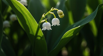 Obraz premium Lily of the Valley Blooming with Sunlight Highlighting Green Leaves