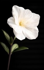 white flower isolated on black