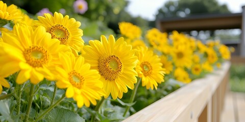Fototapeta premium Yellow Sunflowers Blooming in Garden