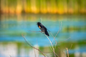 Red-winged blackbird on twig
