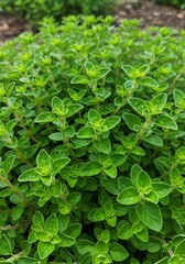 Fototapeta premium Green Oregano Plant Close Up