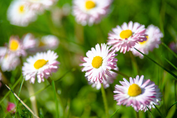White small daisies blooming on grass background
