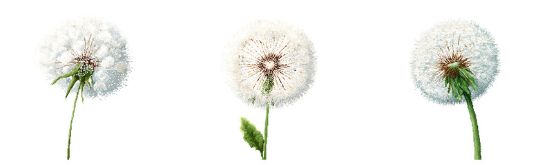Fototapeta premium Pixel art of a dandelion puff ball, delicate white seeds and thin green stem, isolated on transparant background