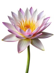 Elegant Pink Lotus Flower with Yellow Center Against a Pure White Background