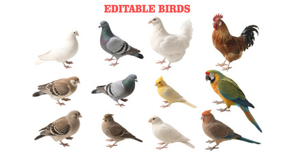 Collection of Editable Bird Images Doves, Pigeons, Chickens, Roosters, Parrots, and Canaries