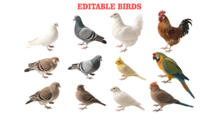 Collection of Editable Bird Images Doves, Pigeons, Chickens, Roosters, Parrots, and Canaries