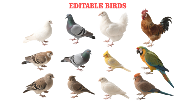 Collection of Editable Bird Images Doves, Pigeons, Chickens, Roosters, Parrots, and Canaries