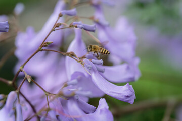 bee flight on Jacaranda flower