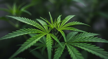 Close-Up Photo of Cannabis Plant Leaves