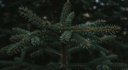 Close Up Photo of Dark Green Pine Tree Branches