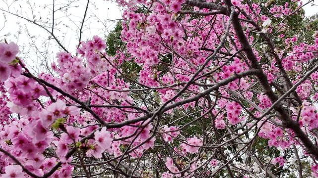 Full Sakura Bloom at Maizuru Park 29 Mar 2025