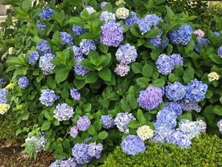 Pictures of light blue-purple hydrangea flowers taken in Japan.