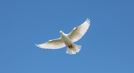 Fototapeta premium White Dove Flying Freely in Clear Blue Sky with Open Wings