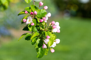 Bl&uuml;hendes Zierapfelb&auml;umchen