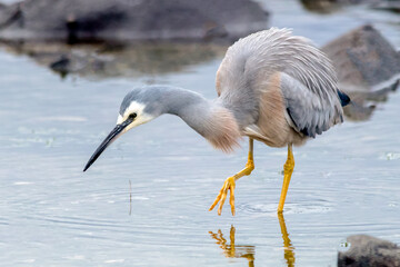 White-faced Heron (Egretta novaehollandiae) stalking prey in shallow water, hunting posture captured