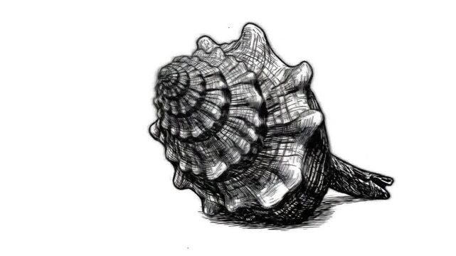 Retro engraved seashell sketch in black ink centered on a white background
