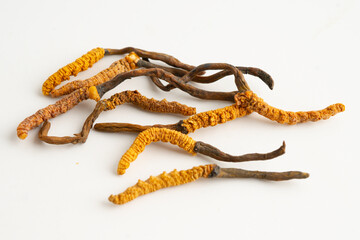 Cordyceps or Ophiocordyceps sinensis mushroom herb is fungus for used as medicine on white background.