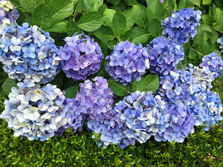 Pictures of light blue-purple hydrangea flowers taken in Japan.