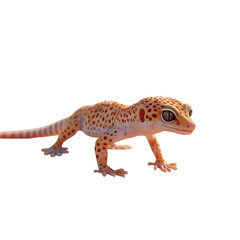 Obraz premium Vivid Leopard Gecko orange and red spots on stark black detailed texture on transparent background