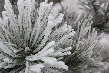 beautiful green spruce covered with snow close-up