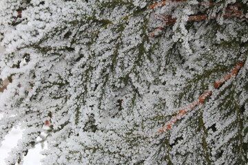 beautiful green spruce covered with snow close-up