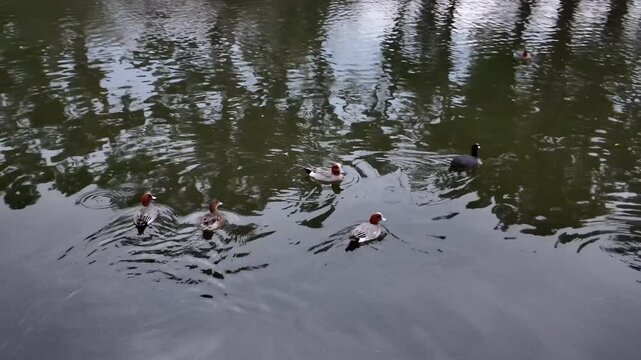 Blossoms Reflected by River Maizuru Park 29 Mar 2025