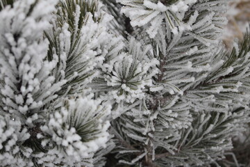 beautiful green spruce covered with snow close-up