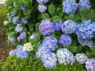 Pictures of light blue-purple hydrangea flowers taken in Japan.