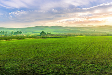 Obraz premium green orange gardens on a natural summer landscape with beautiful fruit trees and sunset sky on background