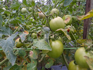 Green organic tomatoes on vine, tomatoes growing on the field	
