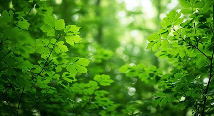 Fototapeta premium Green Leaves Canopy in Forest with Sunlight Filtering Through Trees