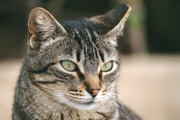 Close-up of a Tabby Cat