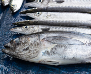 A fish is shown in a row with other fish