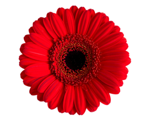 A highly detailed red flower with a black center isolated on a transparent background
