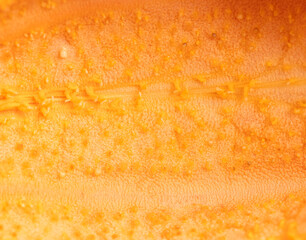 The orange skin of a fruit is shown in detail, with many small dots visible