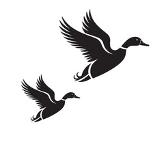 Obraz premium Flying mallard duck in black and white