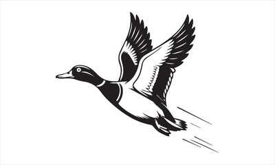 Flying mallard duck in black and white
