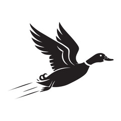 Obraz premium Flying mallard duck in black and white