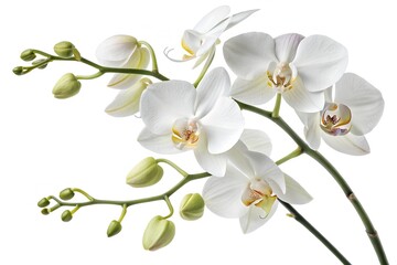 A beautiful white orchid blossom, a floral wonder isolated to highlight its petal detail