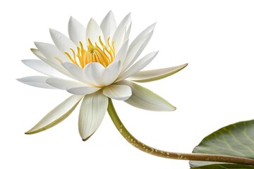 Isolated on white, a beautiful white water lily, also known as a white lotus, showcases its floral beauty, an aquatic plant often found blooming in ponds