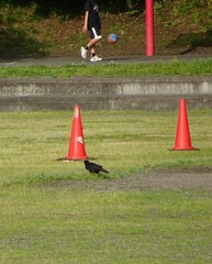 カラーコーンとグラウンドの風景