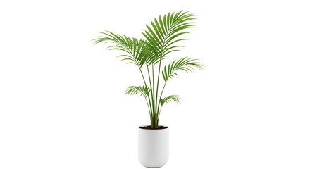 Realistic depiction of a potted areca palm plant with lush green leaves Isolated on transparent background