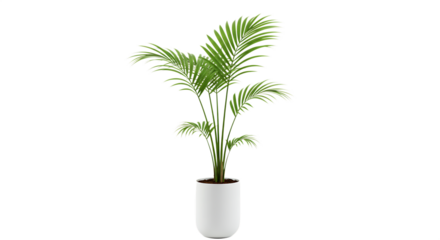 Realistic depiction of a potted areca palm plant with lush green leaves Isolated on transparent background