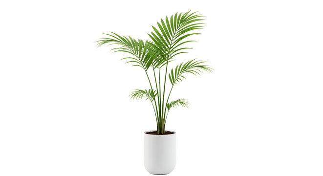 Realistic depiction of a potted areca palm plant with lush green leaves Isolated on transparent background